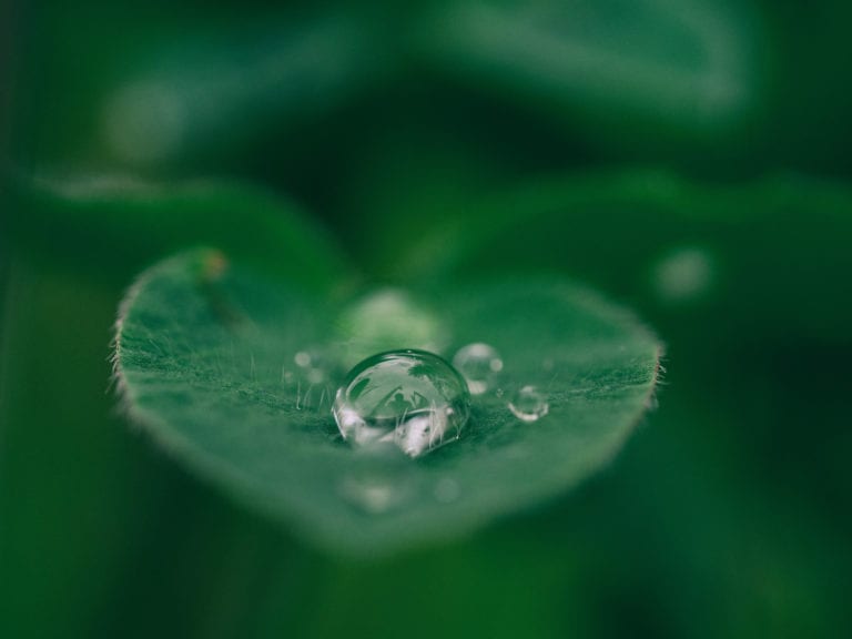 water drop on a leaf